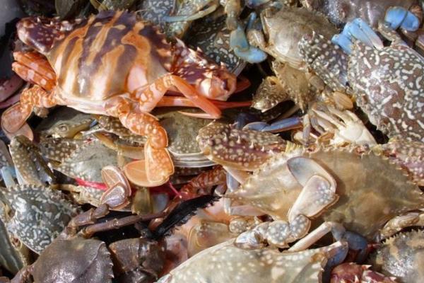 河蟹和海蟹的区别是什么？
