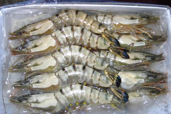 草虾是海虾还是河虾？