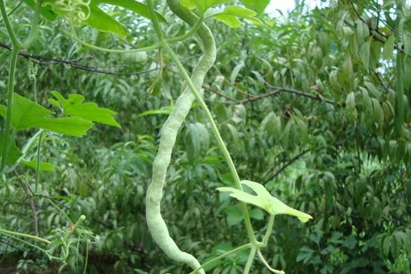蛇瓜的种植技术