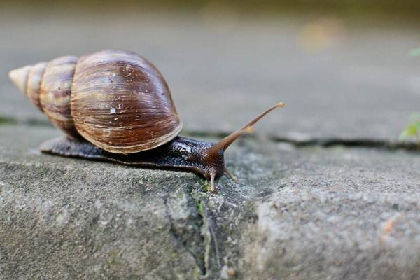 蜗牛的寿命一般有多长 为什么雨后蜗牛会出来