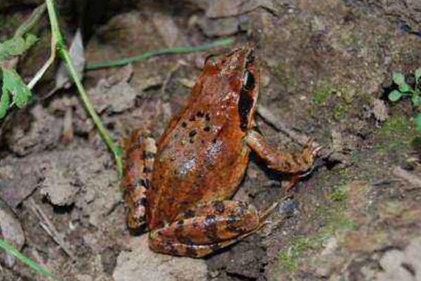 林蛙、青蛙、哈什蚂、雪蛤的区别分别是什么 林蛙的生活习性