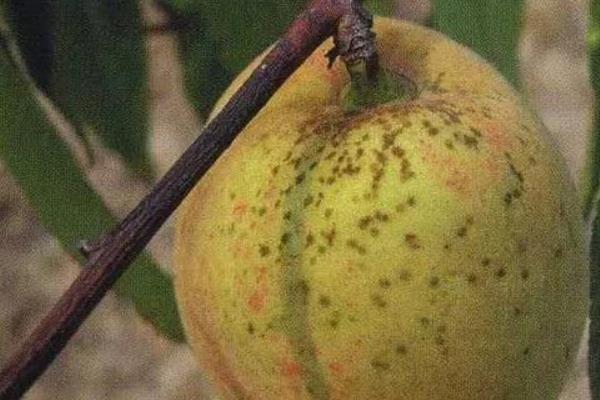 桃树炭疽病防治方法