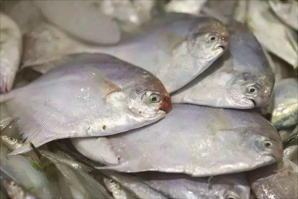 白鲳鱼价格多少钱一斤？