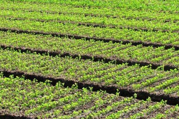 芹菜种植时间和栽培技术