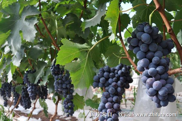 夏黑葡萄种植技术视频