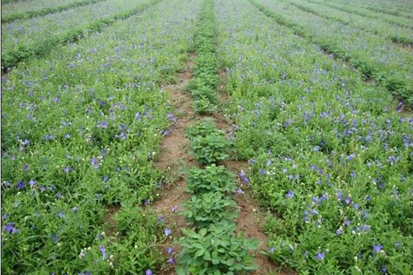 桔梗种植效益及条件 桔梗的种植方法