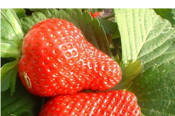 草莓有哪些品种