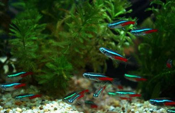 红绿灯鱼怎么分辨公母（图解） 红绿灯鱼怎么繁殖