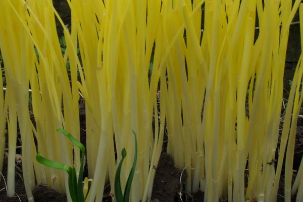 韭黄怎么种植 韭黄的种植技术