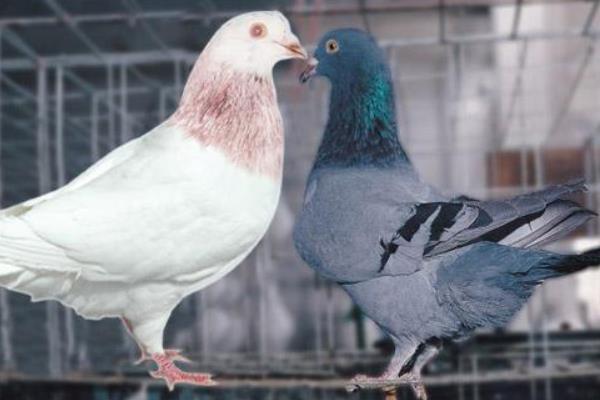 笼养肉鸽保健砂配方有哪些？笼养肉鸽的常见疾病怎么防治？