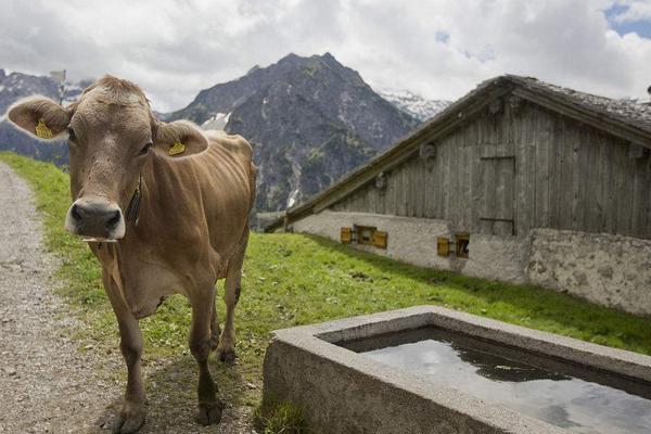 2018养奶牛赚钱吗？奶牛养殖的利润与投资成本及前景预测