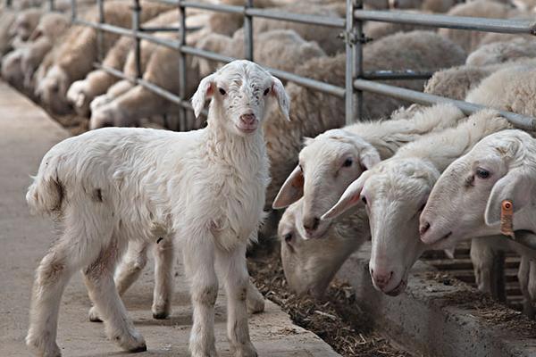 羊吃羊毛最快的治疗方法，是什么原因？