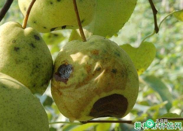 种植梨如何防治梨疫霉病