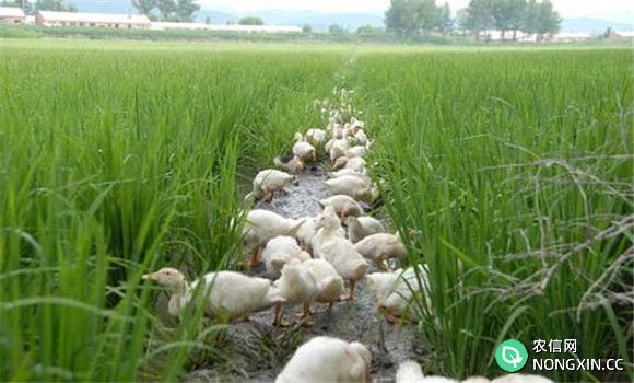 稻田养鸭的饲养管理
