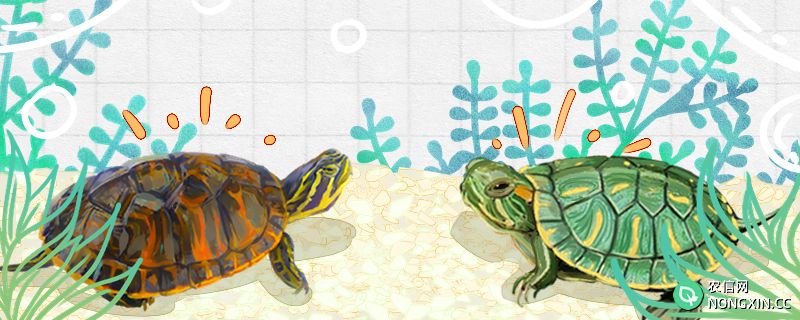 火焰龟是巴西龟吗，有什么区别