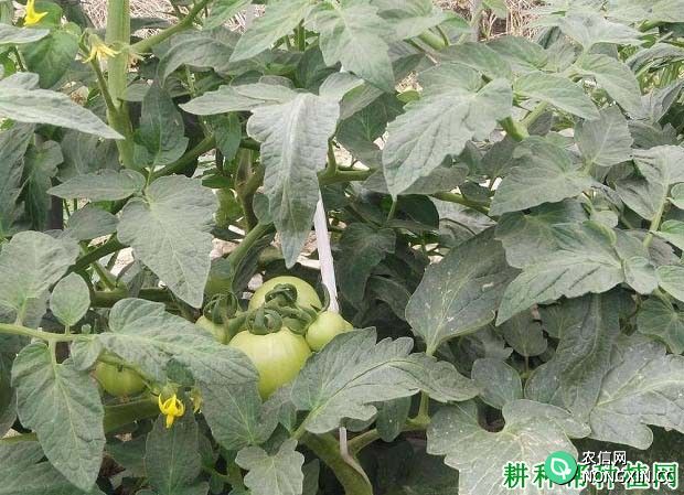 种植番茄怎么样施氮肥 番茄什么时候施氮肥好
