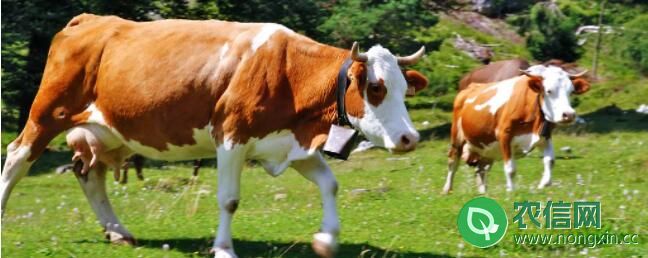 牛七个月流产牛犊能活吗