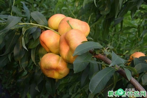 我国种植的桃树品种有哪些 桃树品种如何分类