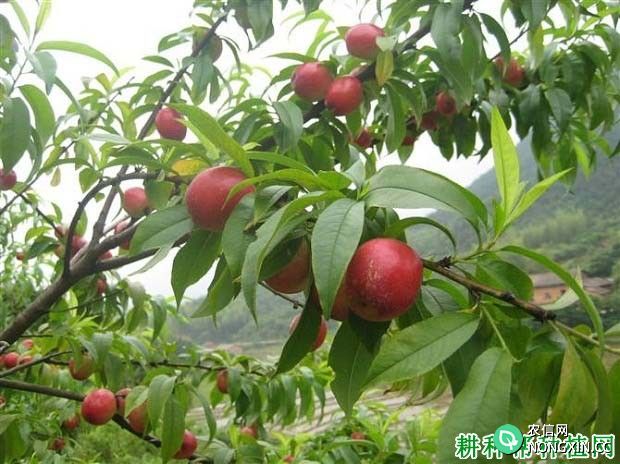 我国种植的桃树品种有哪些 桃树品种如何分类