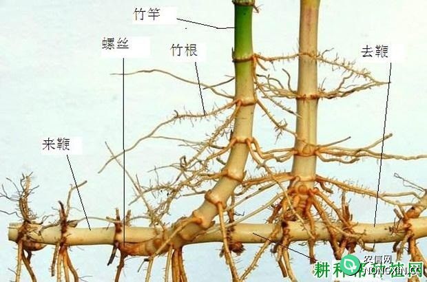 竹子如何埋鞭育苗