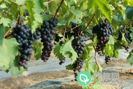 葡萄一般在几月份成熟