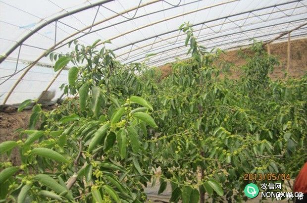温室大棚种植枣树温度多少合适