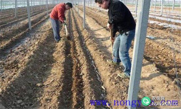 紫甘蓝播种与育苗方法