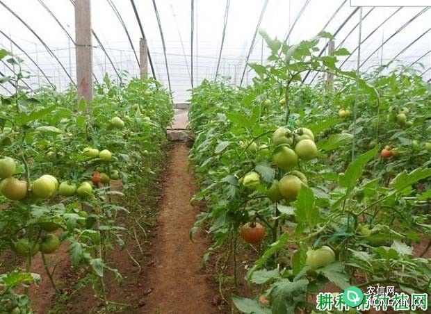 二氧化碳对番茄有哪些作用 大棚番茄为什么要施二氧化碳肥