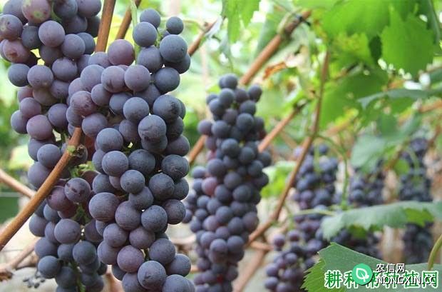 葡萄采收后用什么药可以防止葡萄落果