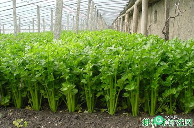 温室芹菜如何种植
