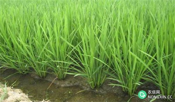 水稻的需水规律