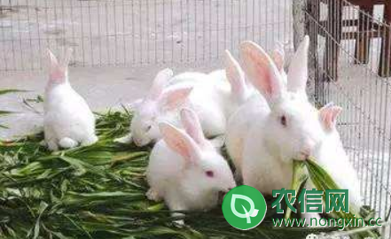 提高家兔繁殖率的经验总结