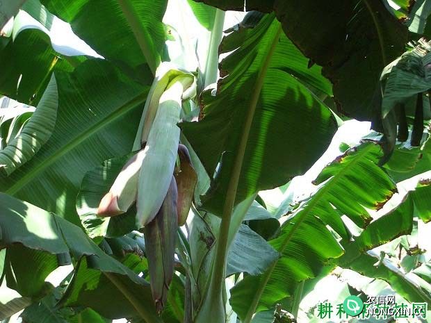 磷肥对香蕉生长起什么作用