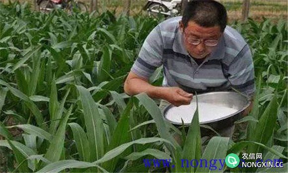 玉米科学施肥应掌握哪些原则