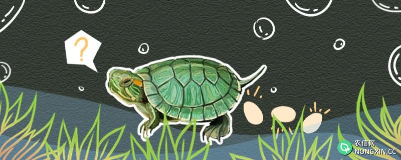巴西龟一次下几个蛋，繁殖需要什么条件