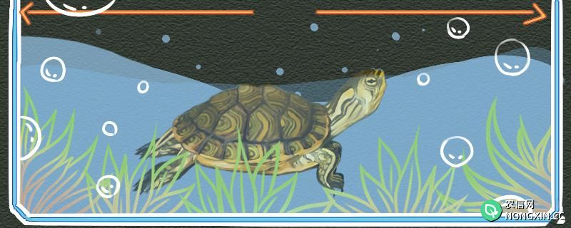 黄耳龟可以深水养吗，水位多少合适