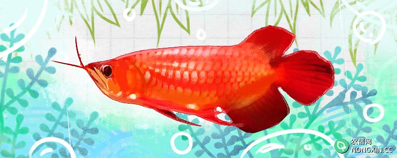 红底红龙鱼好养吗，怎么养