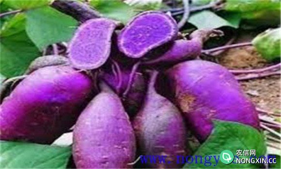 紫薯种植时间和方法