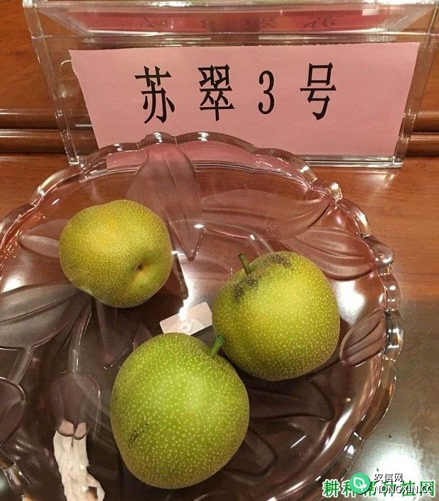 苏翠3号砂梨品种好不好