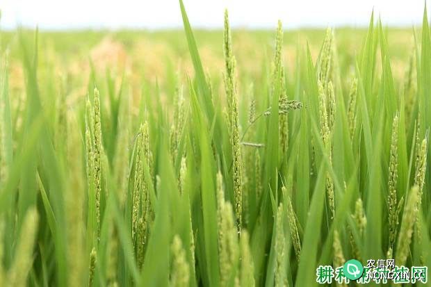 中佳粳21常规粳稻水稻品种好不好