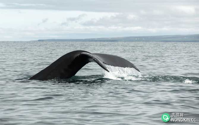 北极露脊鲸