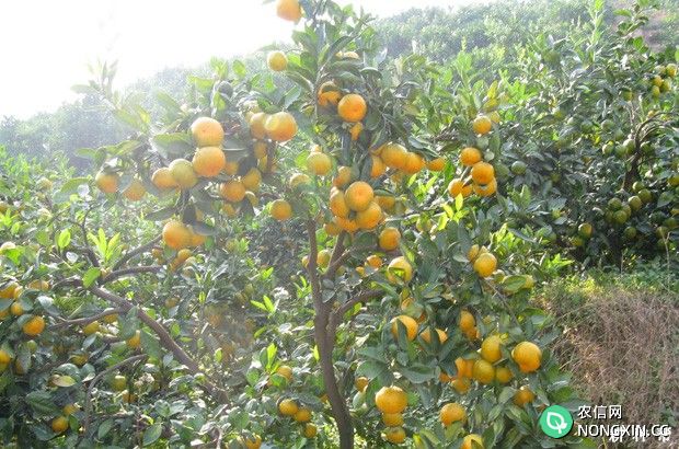 柑橘树每年需要施肥多少合适