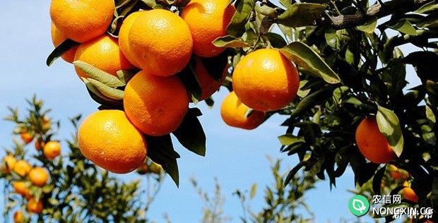 柑橘树每年需要施肥多少合适