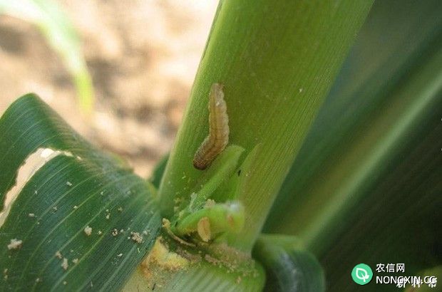 玉米螟虫怎样防治玉米螟虫用什么药防治