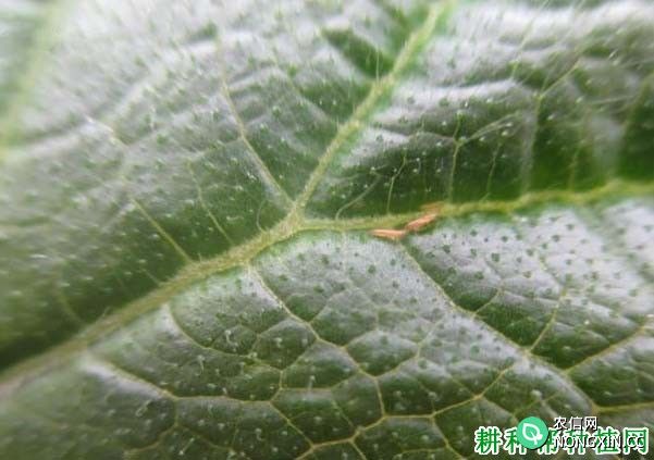 种豌豆如何防治花蓟马
