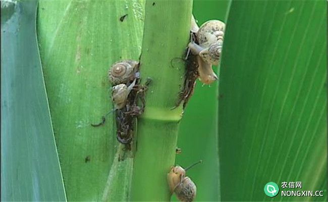 玉米田蜗牛的防治措施