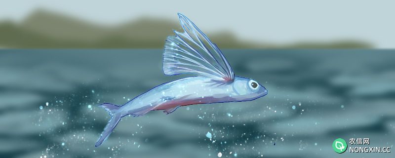 飞鱼是什么鱼，属于海水鱼吗