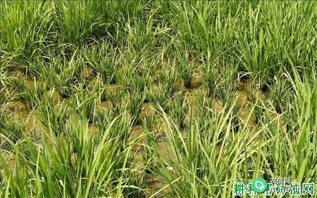 水稻矮缩病如何防治水稻矮缩病用什么药能治