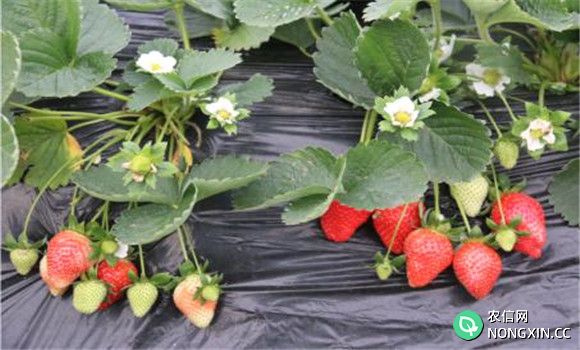 有机草莓栽培技术