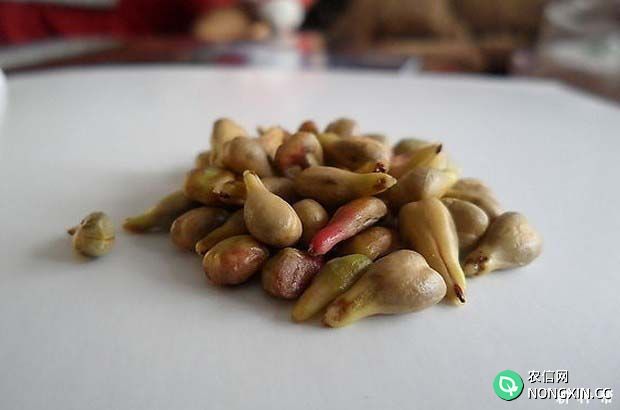 葡萄籽能吃吗有什么作用